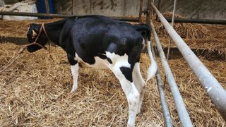 Symptômes : les investigations ont commencé par un appel pour un veau de 2,5 mois au rumen gonflé, sans contraction, associé à une respiration difficile. Symptômes : les investigations ont commencé par un appel pour un veau de 2,5 mois au rumen gonflé, sans contraction, associé à une respiration difficile.