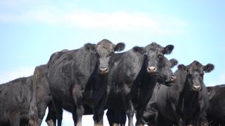 Les Argentins estiment l'accord encore trop favorable à l'Union européenne face à l'agriculture du Mercosur. Les Argentins estiment l'accord encore trop favorable à l'Union européenne face à l'agriculture du Mercosur.