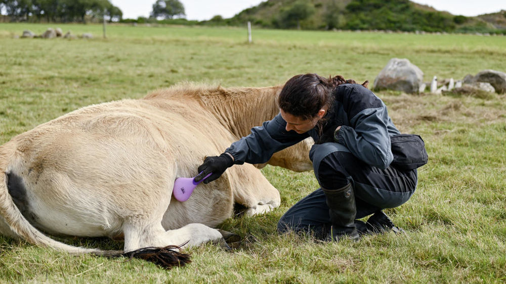 Selon Pauline Garcia, éleveuse et comportementaliste, le grattage à certaines zones sensibles apaise les bovins.