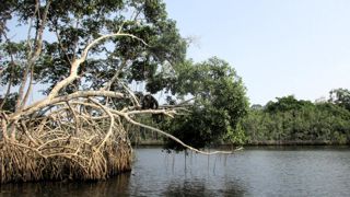 Le parc national Conkouati Douli, au Congo-Brazzaville (République du Congo), compte de nombreux écosystèmes propices à la protection des animaux.
