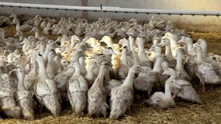 La totalité de l'indemnisation des éleveurs touchés par la grippe aviaire sera versée en janvier 2024. La totalité de l'indemnisation des éleveurs touchés par la grippe aviaire sera versée en janvier 2024.