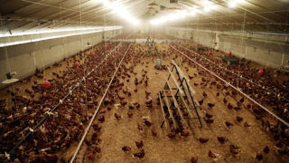 La Confédération française de l'aviculture exhorte gouvernement à s'opposer à la révision de la directive sur les émissions industrielles. La Confédération française de l'aviculture exhorte gouvernement à s'opposer à la révision de la directive sur les émissions industrielles.