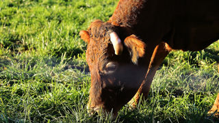 L'Institut de l'élevage préconise une hauteur d’herbe sur pied de 4 ou 5 cm à l’entrée de l’hiver. L'Institut de l'élevage préconise une hauteur d’herbe sur pied de 4 ou 5 cm à l’entrée de l’hiver.