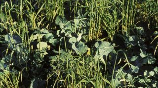 La propyzamide a une action antigraminées racinaire et systémique, mais assez lente car le produit doit migrer par les racines. La propyzamide a une action antigraminées racinaire et systémique, mais assez lente car le produit doit migrer par les racines.
