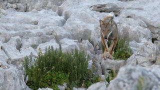 Les associations suisses de protection de la nature ont déposé une requête auprès du tribunal administratif fédéral pour suspendre les tirs contre les loups. Les associations suisses de protection de la nature ont déposé une requête auprès du tribunal administratif fédéral pour suspendre les tirs contre les loups.
