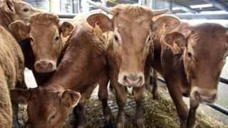 Le ministère de l'Agriculture recense 3 704 élevages touchés par la maladie hémorragique épizootique (MHE) au 14 décembre 2023. Le ministère de l'Agriculture recense 3 704 élevages touchés par la maladie hémorragique épizootique (MHE) au 14 décembre 2023.