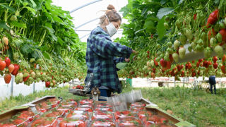 La santé des salariés agricoles sont en danger, d'après la Fnaf. (Photo : une saisonnière lors d'une cueillette de fraises hors sol en Charentes en 2020.) La santé des salariés agricoles sont en danger, d'après la Fnaf. (Photo : une saisonnière lors d'une cueillette de fraises hors sol en Charentes en 2020.)
