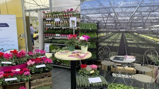 A la suite du rachat de Plantviv, Eyraud productions complète son offre de jeunes plants horticoles par une large palette de vivaces. Une extension de catalogue dévoilée au Salon du chrysanthème à Mesnières-en-Bray (76) début novembre. A la suite du rachat de Plantviv, Eyraud productions complète son offre de jeunes plants horticoles par une large palette de vivaces. Une extension de catalogue dévoilée au Salon du chrysanthème à Mesnières-en-Bray (76) début novembre.