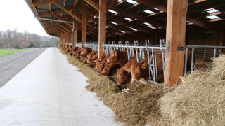 La balle de riz, une bonne alternative à la paille de blé en