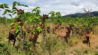 Les mûriers représentaient les deux tiers de la ration fourragère des chèvres. Les mûriers représentaient les deux tiers de la ration fourragère des chèvres.