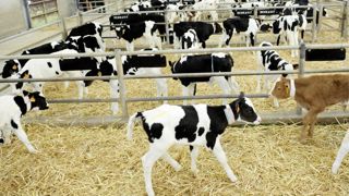 En cumul de janvier à octobre 2023, les naissances de veaux laitiers ont reculé de 3,3 % en France. En cumul de janvier à octobre 2023, les naissances de veaux laitiers ont reculé de 3,3 % en France.