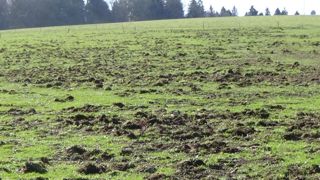 Les prairies de Sandra Rabat, agricultrice biologique dans le Tarn, ont été victimes du passage des sangliers.
