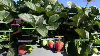 A partir de la vidéo, l’intelligence artificielle est capable de déterminer la maturité de chaque fruit et de détecter les maladies et le stress hydrique. A partir de la vidéo, l’intelligence artificielle est capable de déterminer la maturité de chaque fruit et de détecter les maladies et le stress hydrique.