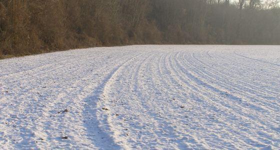 Neige sur les cultures