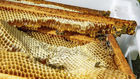 Le syndicat de l'Union nationale de l’apiculture française manifeste aux côtés des agriculteurs.