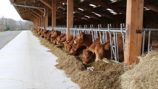 Les abattages de vaches allaitantes chutent de 8,7 % sur un an par rapport à décembre 2022, pour atteindre 57 000 têtes.