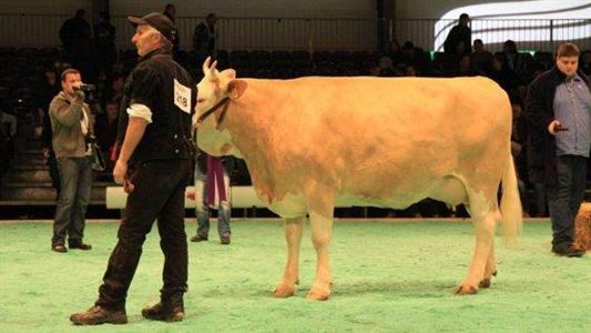 Frivole Swiss expo