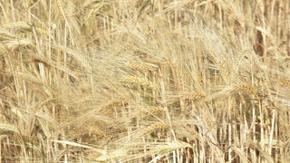 La production mondiale d'orge retrouve son plus bas niveau depuis 2018/2019, avec 141,9 millions de tonnes estimées actuellement.