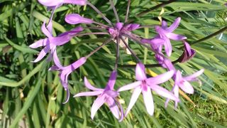 Le tulbaghia offre une alternative à l'ail bulbe au potager. Le tulbaghia offre une alternative à l'ail bulbe au potager.