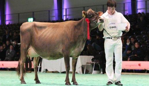 Jersey swiss expo