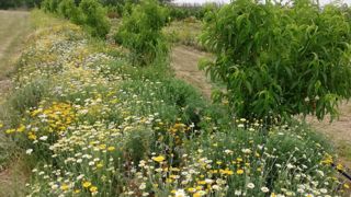 Dans les Pyrénées-Orientales, la chambre d'agriculture et la Sica Centrex ont testé les bandes fleuries en verger de pêcher avec des résultats positifs sur les auxiliaires. Dans les Pyrénées-Orientales, la chambre d'agriculture et la Sica Centrex ont testé les bandes fleuries en verger de pêcher avec des résultats positifs sur les auxiliaires.