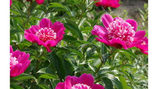 Paeonia BENI NICHIRIN®. Paeonia BENI NICHIRIN®.