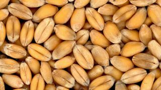 La FAO prévoit une récolte mondiale record de céréales pour la campagne de 2023-2024. La FAO prévoit une récolte mondiale record de céréales pour la campagne de 2023-2024.