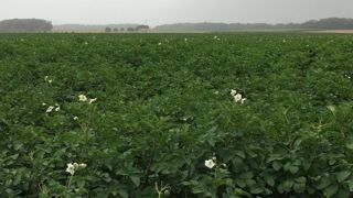 Le NEPG fait état d'une production européenne en hausse de 5,1 % en 2023, mais alerte sur une campagne délicate en  2024.