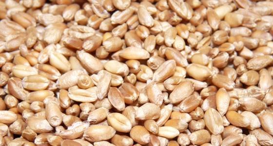 Semences de blé