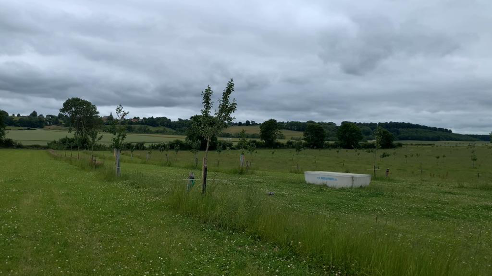 Haies en croissance dans une prairie