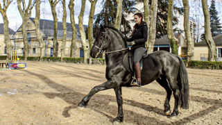 Une cavalière sur un cheval anglo-arabe, né au haras de Tarbes. Une cavalière sur un cheval anglo-arabe, né au haras de Tarbes.