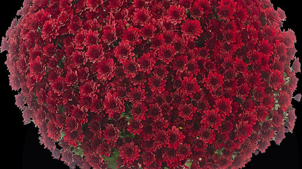 Chrysanthemum ‘Feria’ Rouge.