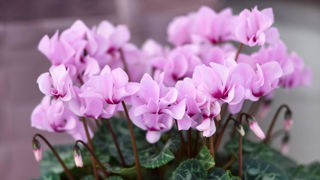 Cyclamen Petit Moulin®. Cyclamen Petit Moulin®.