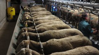 Les agnelles ont besoin de quelques jours pour s’habituer à la traite.