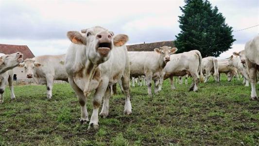 Viande bovine française