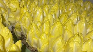 La filière française des endives est fragilisée par la décision européenne de retirer en mai 2024 la benfluraline. Les producteurs, réunis le 20 février 2024 à Lille, en appellent au gouvernement pour faciliter la recherche de solutions alternatives.