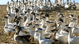L'interprofession du foie gras propose une sortie des canards vaccinés contre la grippe aviaire sur « un parcours limité, comme les volailles sous label rouge ayant accès à un parcours ». L'interprofession du foie gras propose une sortie des canards vaccinés contre la grippe aviaire sur « un parcours limité, comme les volailles sous label rouge ayant accès à un parcours ».