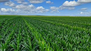 L'étude concerne dix-huit cultures en multiplication de semences sur une trentaine de zones de production. L'étude concerne dix-huit cultures en multiplication de semences sur une trentaine de zones de production.