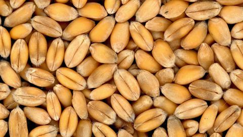 L'inscription de variétés anciennes au catalogue officiel est facilitée.