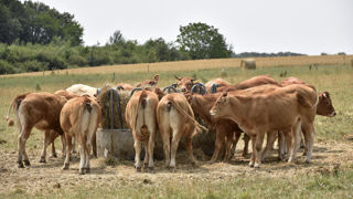 Le ministère de l’Agriculture recense 3 961 foyers de maladie hémorragique épizootique (MHE), en France au 29 février 2024.