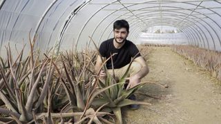 Thomas Montès cultive 2 000 plants d’aloe vera à Espira-de-l’Agly, dans les Pyrénées-Orientales, et commercialise le gel extrait de leurs feuilles. Thomas Montès cultive 2 000 plants d’aloe vera à Espira-de-l’Agly, dans les Pyrénées-Orientales, et commercialise le gel extrait de leurs feuilles.