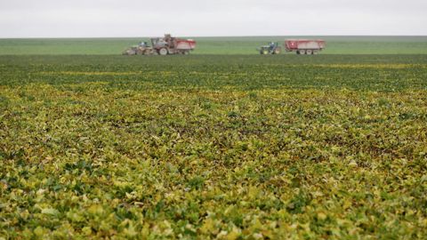 Syngenta France va tester au champ la solution de biocontrôle d'Agriodor pour lutter contre le puceron de la betterave sucrière. Si les résultats se montrent à la hauteur, Syngenta France commercialisera cette solution en 2025.