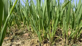 Le blé dur et l'orge de printemps accusent toujours un retard au semis, à la levée et au début tallage, selon FranceAgriMer.