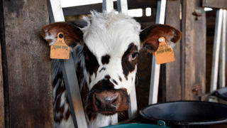 Posée à l’oreille gauche, la boucle intègre une puce électronique qui contient le code pays et le numéro d’identification national du bovin. Posée à l’oreille gauche, la boucle intègre une puce électronique qui contient le code pays et le numéro d’identification national du bovin.