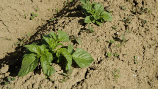Un climat chaud et sec est favorable à la destruction mécanique des mauvaises herbes. Un climat chaud et sec est favorable à la destruction mécanique des mauvaises herbes.