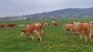 Le déprimage a débuté sur l'EARL des deux Moulins en Alsace. Le déprimage a débuté sur l'EARL des deux Moulins en Alsace.