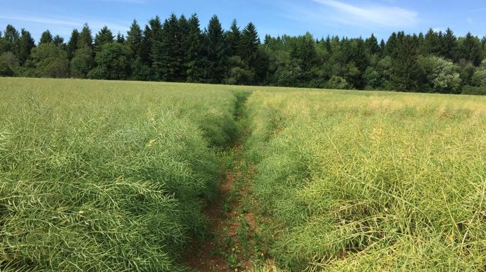 LG a labellisé trois variétés "Scléro-flex" avec une très bonne tolérance au sclérotinia (à gauche sur la photo, variété Scléro-flex, en comparaison avec une variété sensible, à droite).