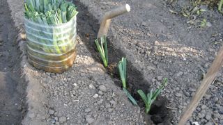 Veillez à « habiller » les jeunes plants de poireau en coupant une partie des racines sur 2 centimètres et du feuillage sur 8 à 10 centimètres, afin de faciliter la reprise. Veillez à « habiller » les jeunes plants de poireau en coupant une partie des racines sur 2 centimètres et du feuillage sur 8 à 10 centimètres, afin de faciliter la reprise.
