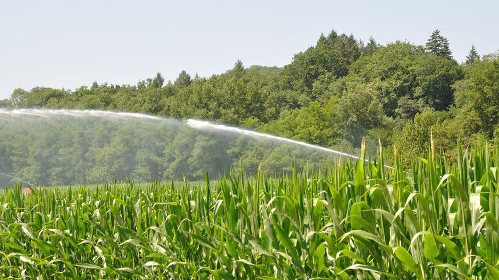 Irrigation du maïs