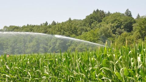 En France, 38 % des surfaces irriguées sont du maïs en 2020. Une part en baisse par rapport à 2010.